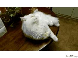 波斯猫眯着它的双眼抖音,波斯猫的眼神