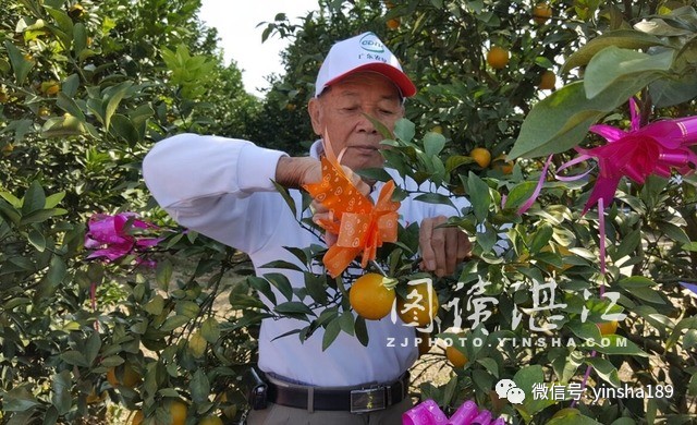 红江橙鲜果价格,红江橙2020价格