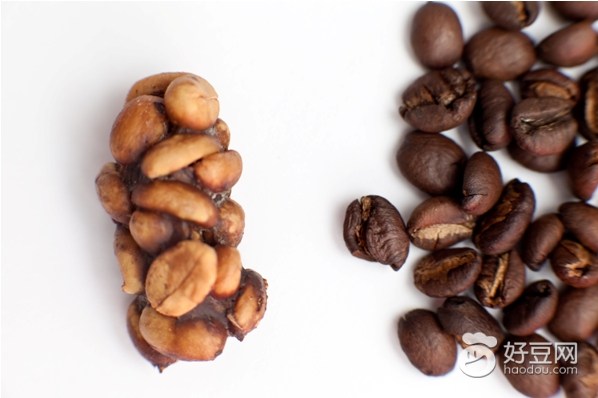 巴厘岛金兔咖啡真的吗,巴厘岛金兔咖啡的正确喝法