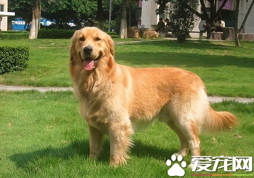 怎么养金毛寻回犬,如何养金毛寻回犬