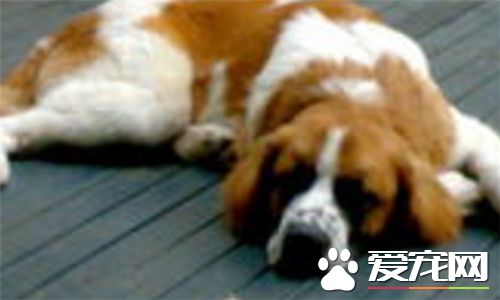 圣伯纳犬是不是中亚牧羊犬,中亚牧羊犬跟圣伯纳犬谁的头最大