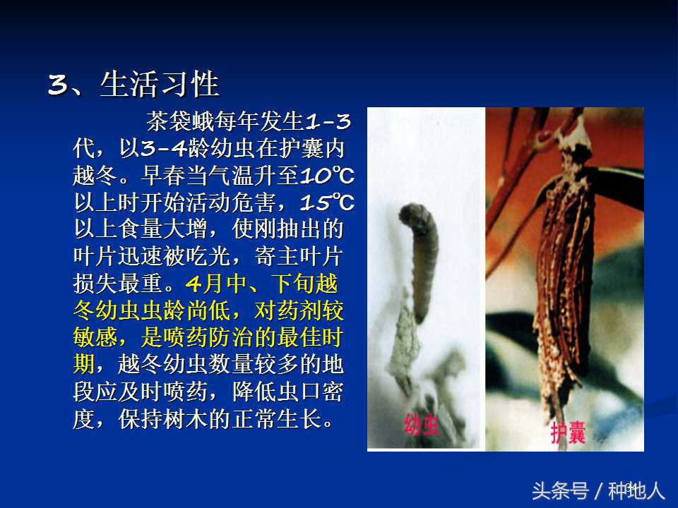 会吃叶子的虫子有哪些,哪些虫子爱吃树叶虫