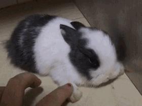 如果世界上没有动物会变成什么样,如果世界上没有动物会怎样