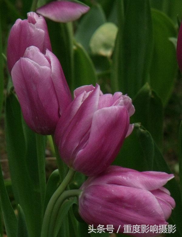 郁金香花语是永恒的祝福,郁金香花语永恒的祝福