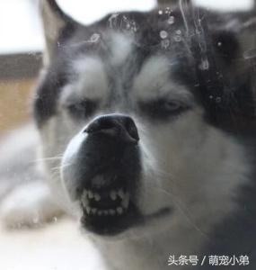 哈士奇易患的五大疾病，为了二哈的安全铲屎官们都进来看看吧！