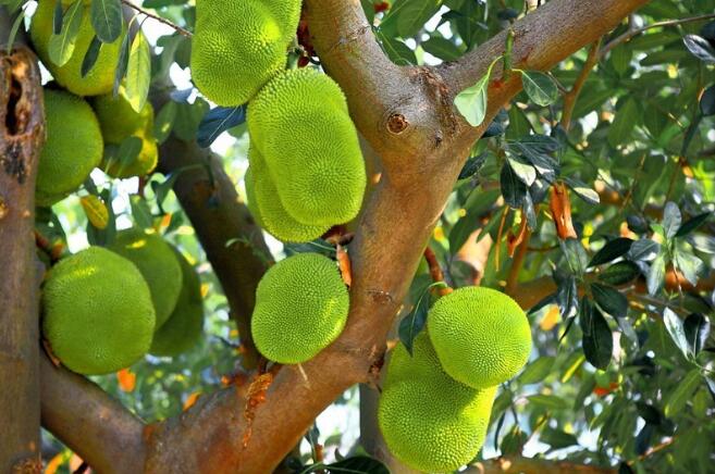 菠萝蜜是水果皇后吗,水果皇后菠萝蜜