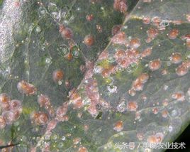 柑橘病虫害管理及营养管理ppt,柑橘花露白时应防治好哪些病虫害