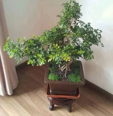 小叶紫檀盆景如何养成桩,小叶紫檀盆景干枯掉叶子该怎么养