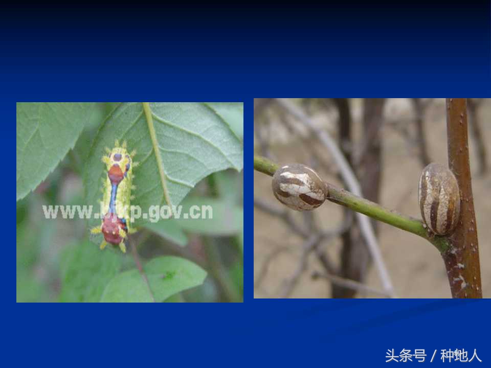 会吃叶子的虫子有哪些,哪些虫子爱吃树叶虫