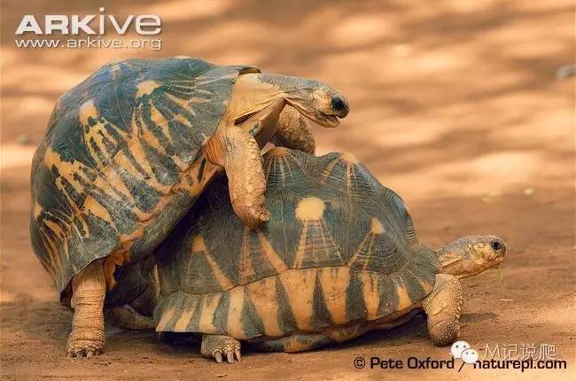 辐射陆龟名字由来,辐射陆龟是什么