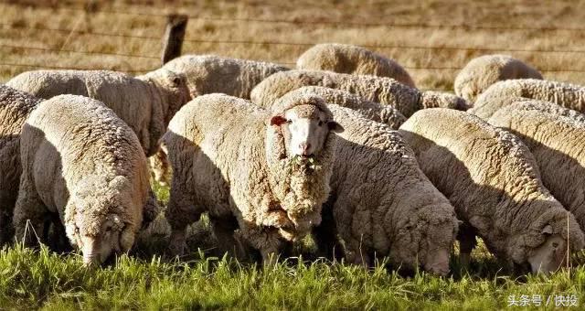 代购也能成富豪？不懂英文放弃一切移民澳洲，26年后成华人首富