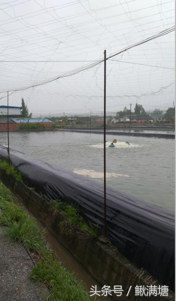 泥鳅养殖能赚钱吗现在,泥鳅养殖的前景到底有多大