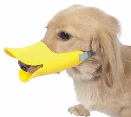 狗狗爱捡东西怎么回事,狗狗爱乱叼东西怎么办啊