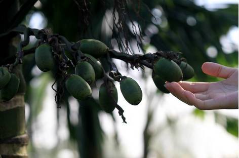 槟榔吃多了嘴会苦吗,槟榔吃多了心如火烧怎么办