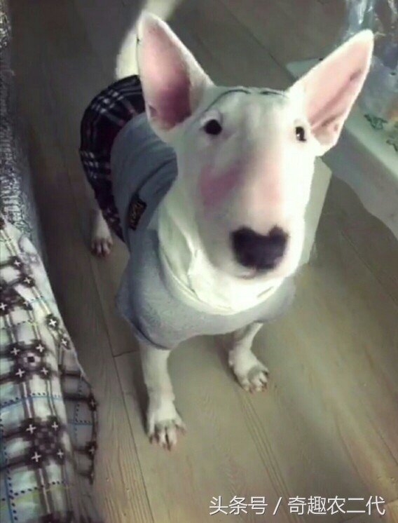 德国黑背犬攻击性,德国黑背犬厉害么