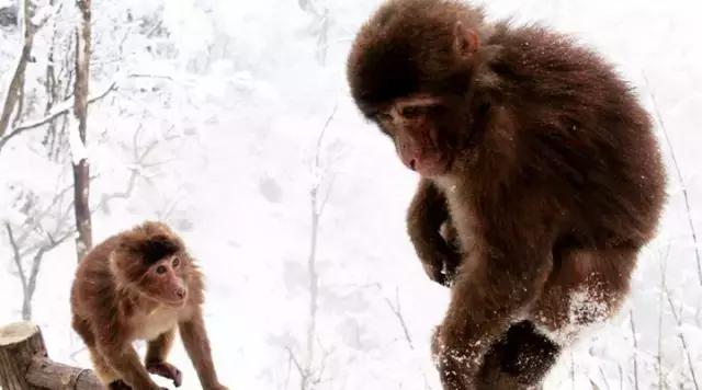 成都周边看雪滑雪的地方 (成都周边滑雪泡温泉好去处)