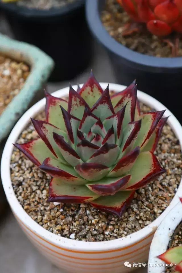 黄金麦饭石是真正麦饭石吗,黄金软麦饭石真假