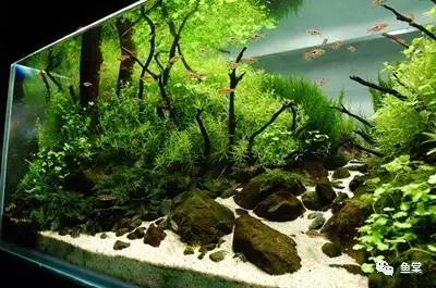 30cm海缸开缸教程新手入门,新手开缸养鱼入缸的正确方法