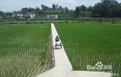 目前农村种植什么果树最好赚钱,农村种植什么果树收益最好