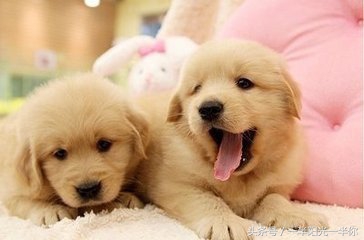 4个月金毛怎么喂食,金毛喂食注意事项及禁忌