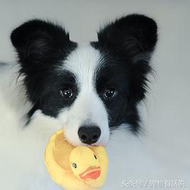 狗狗排行榜哈士奇,最可爱的狗泰迪排第几