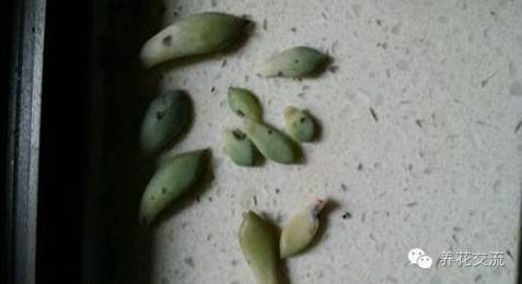 多肉会出现的病虫有哪些,网上刚买的多肉怎样种植怎样养护