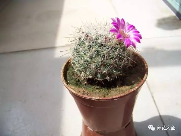 雪水、食盐、白糖、维生素，能让花枝繁叶茂，你信不信？