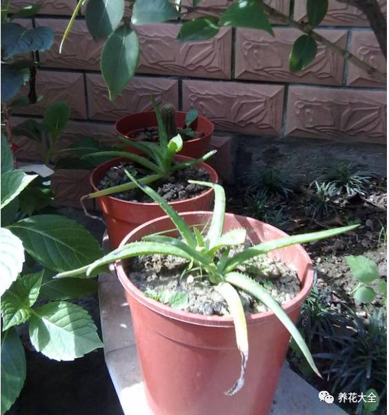 水养发财树绿萝黄叶掉叶怎样补救,绿萝发财树怎么养不烂根