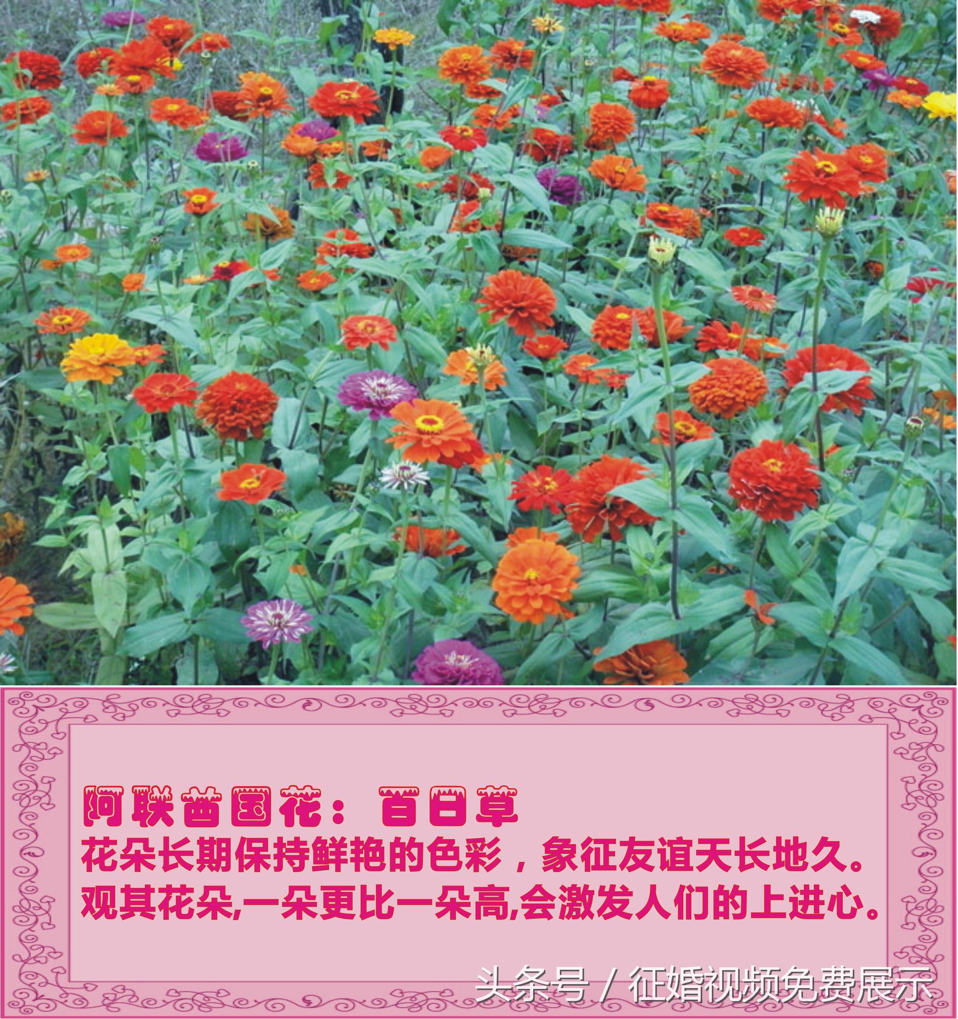 各国国花及象征意义,世界各国国花及寓意