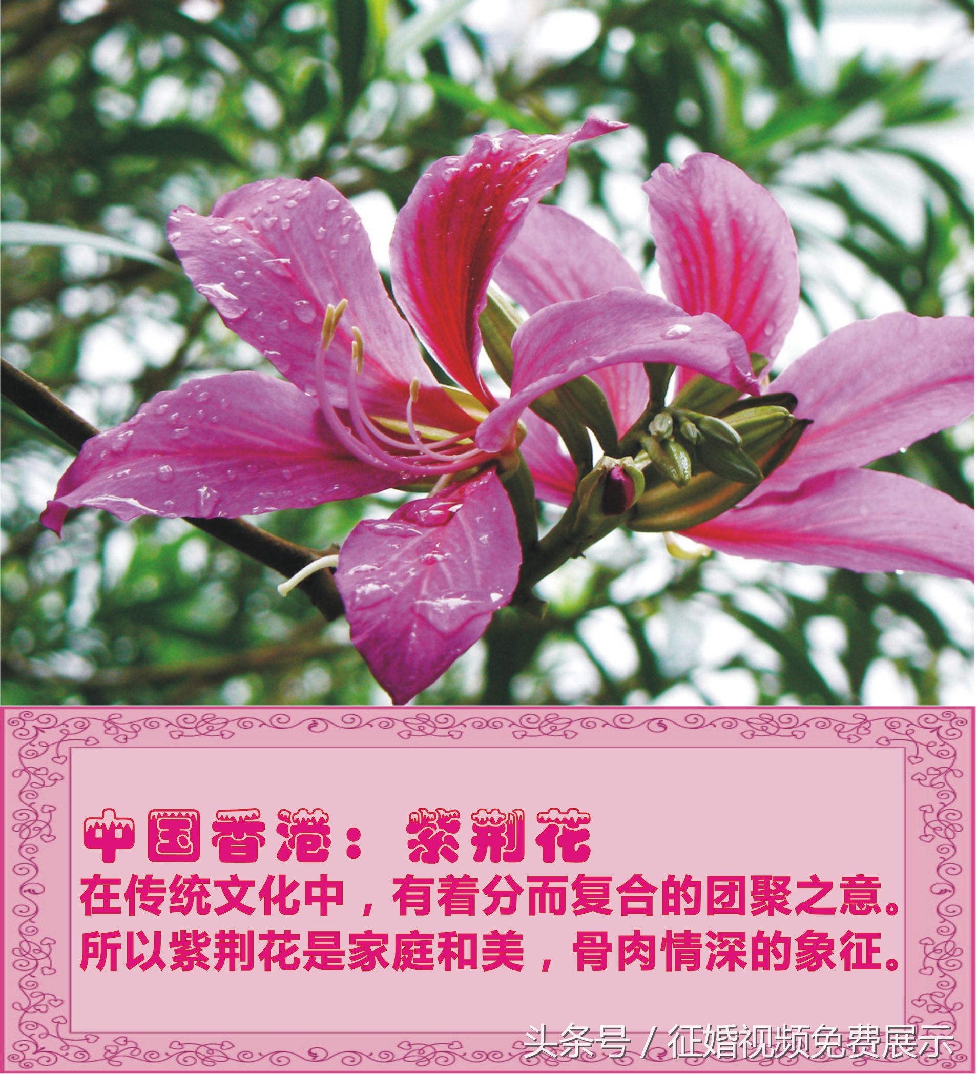 各国国花及象征意义,世界各国国花及寓意