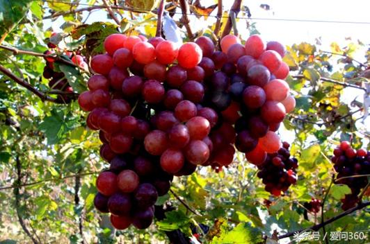 红提对人哪些好处,吃红提的方法有哪几种