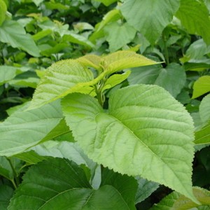 桑树全身都是药材,桑树哪些部位可以入药及功效