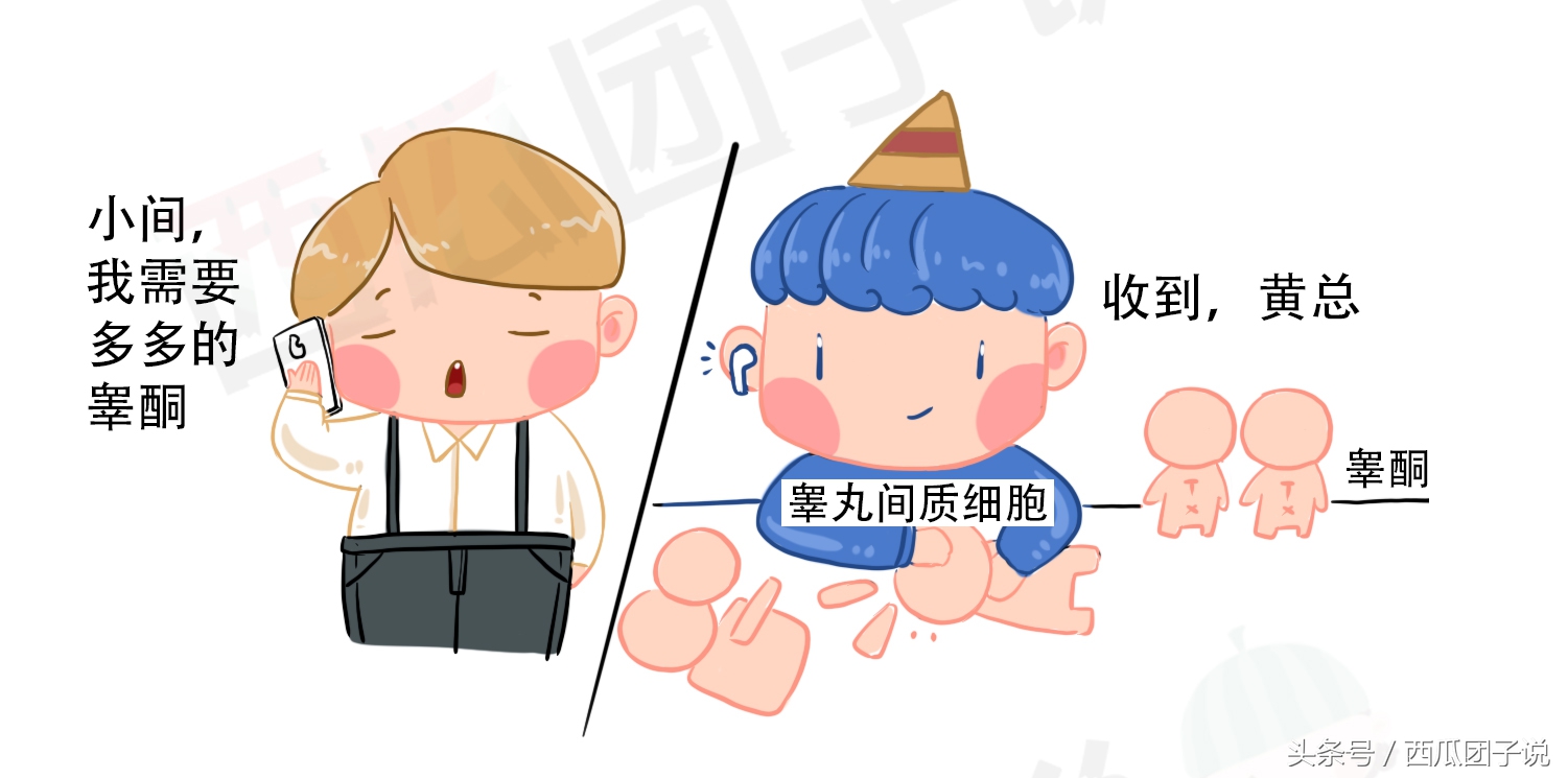 性激素6项对女性身体有什么影响,女生的性激素6项要什么才标准