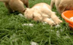 金毛最聪明的一只狗狗,金毛最有灵性是最懂事的狗