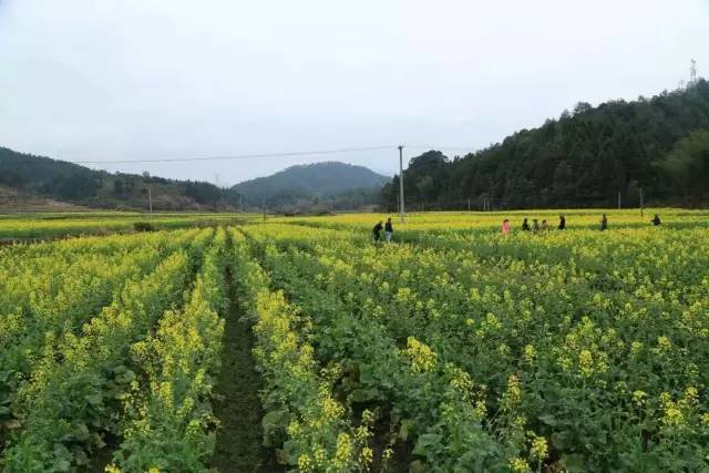 沙埕大白鹭村,福建沙埕镇小白鹭村沙滩