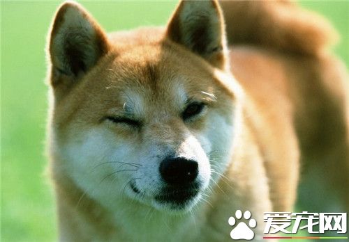 上海专业柴犬犬舍,柴犬幼犬价格多少钱一只正规犬舍