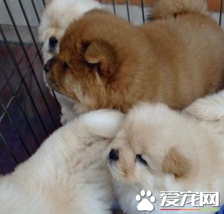 原生松狮犬与美系松狮犬的区别,松狮犬有多大