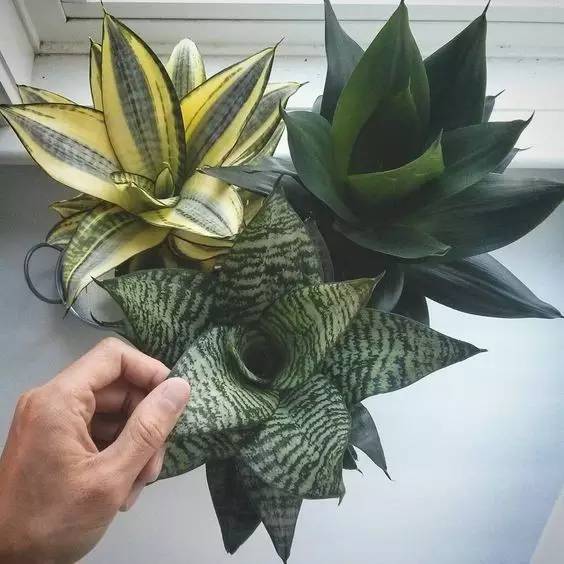 雾霾天气种植什么好养,雾霾天气养什么植物