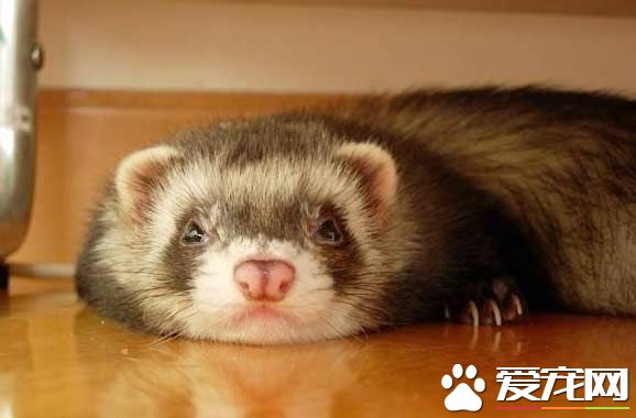 貂宠物怎么养,怎样养好宠物貂犬幼犬