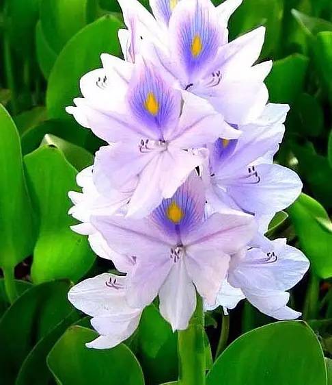 ‍‍‍如东路边42种草，天天踩它，却不知道它们好值钱~