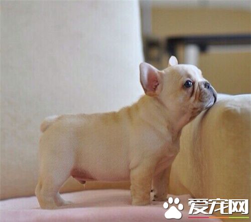 法国斗牛犬怎么人工授精,法国斗牛犬怎么繁育出来的