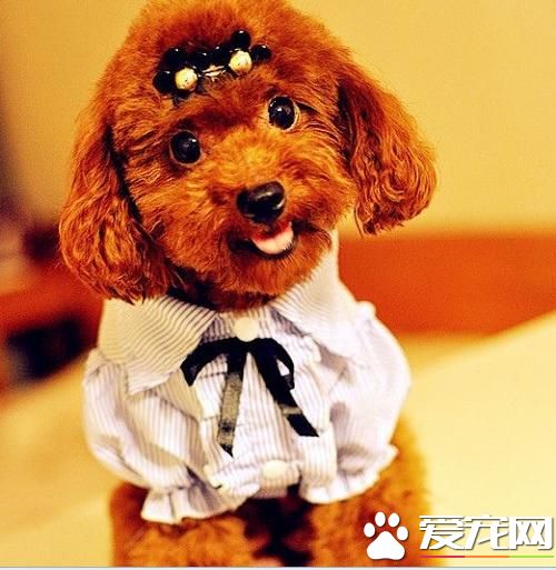 玩具贵宾犬习性是一种敏感的聪明的狗