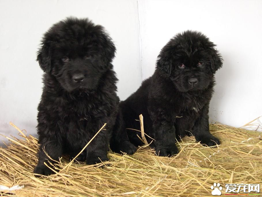 纽芬兰犬真厉害吗,纽芬兰犬性格怎样