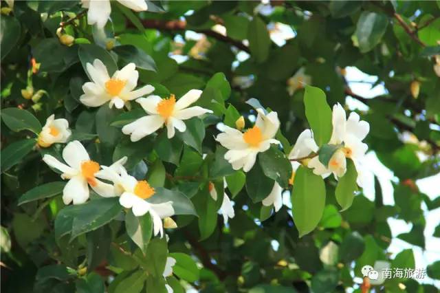 您好，2017年｜阳光灿烂，花果飘香，迎新年这些地方你不得不去！