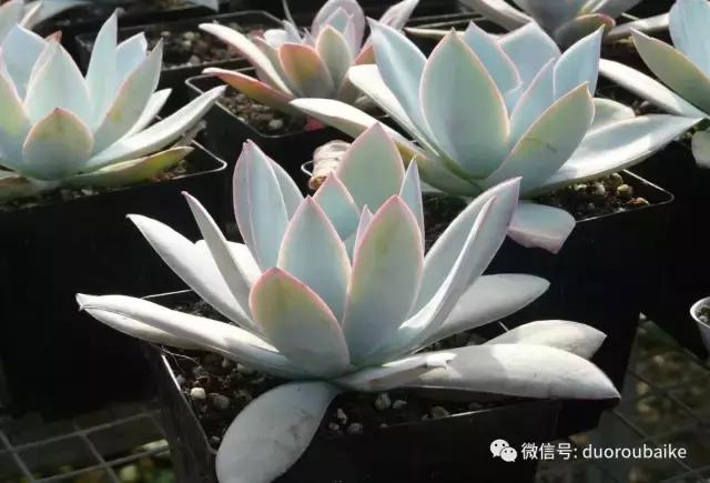 多肉植物服盆之无消耗服盆！