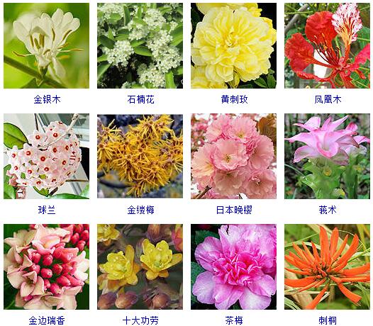 150种花卉大全,108种花卉大全