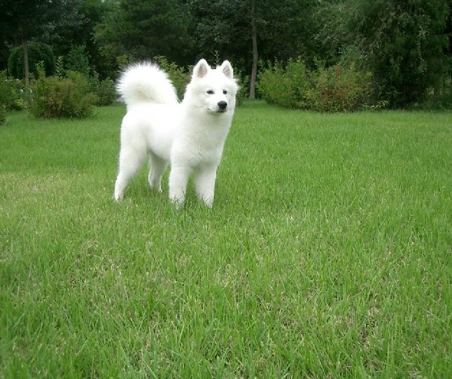 萨摩耶犬饲养方法,如何饲养萨摩耶幼犬不咬人