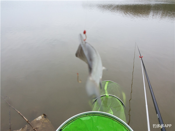 鱼口轻用几克铅,鱼口不断遛鱼也很过瘾