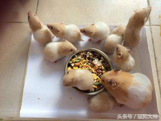 金丝熊饲养注意事项,金丝熊饲养方法和注意事项