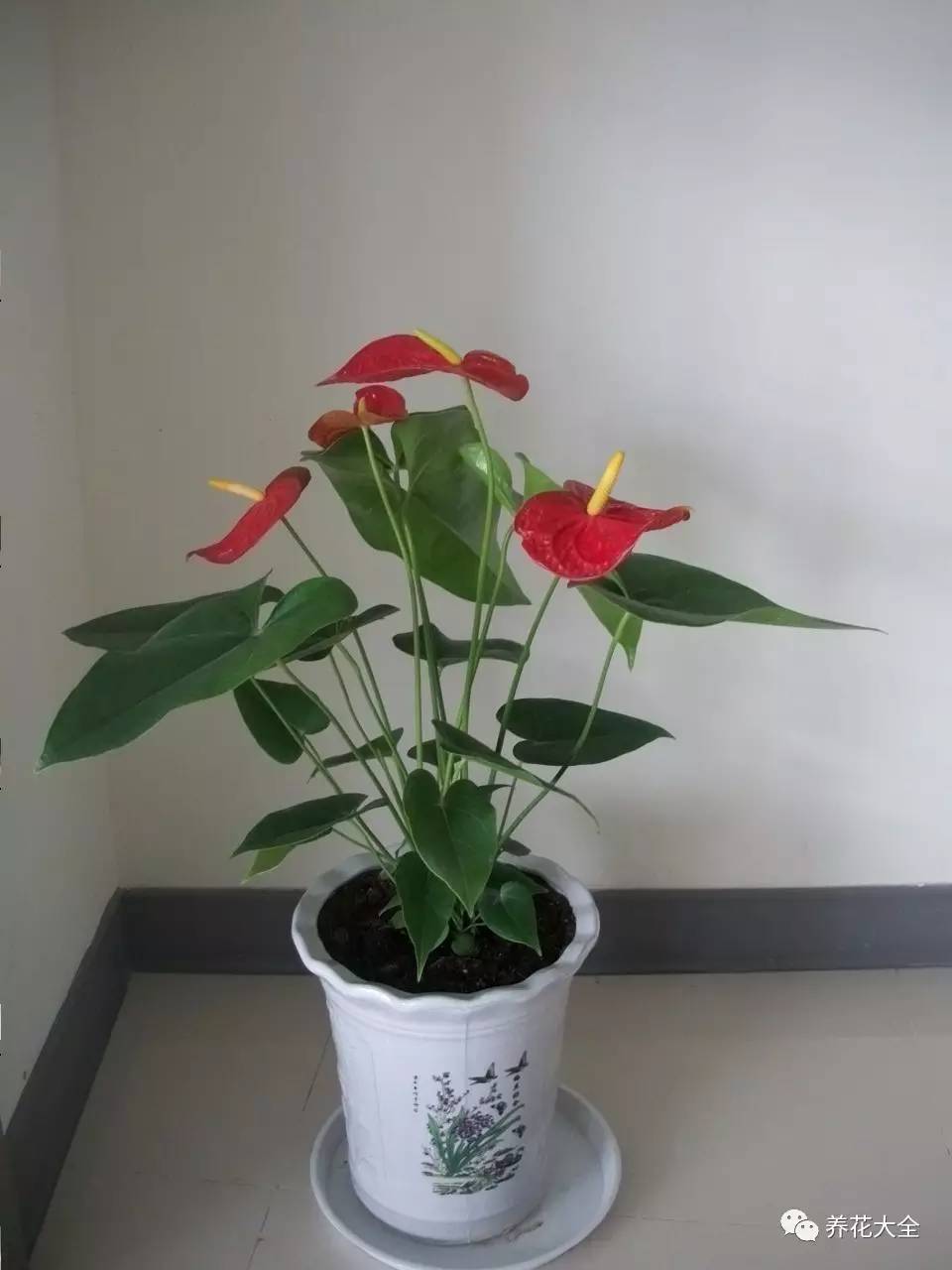 水养发财树绿萝黄叶掉叶怎样补救,绿萝发财树怎么养不烂根